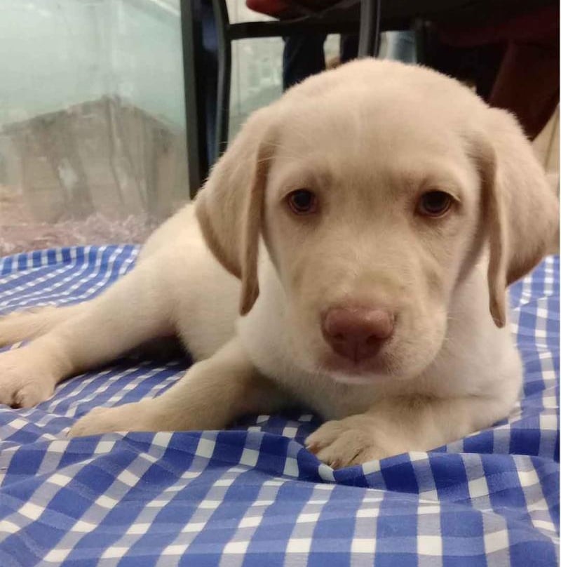 Sweet Yellow Labrador Retriever puppy for sale - male Yellow Lab puppy from English Labrador breeders