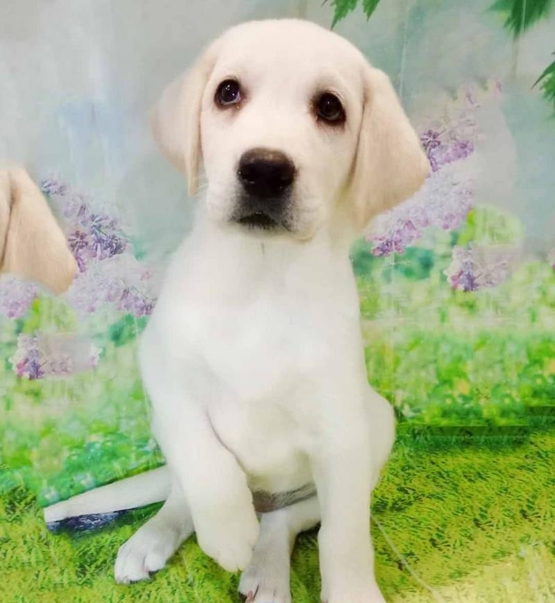 Adorable Yellow Labrador Retriever puppy for sale - female Yellow Lab puppy from reputable breeders