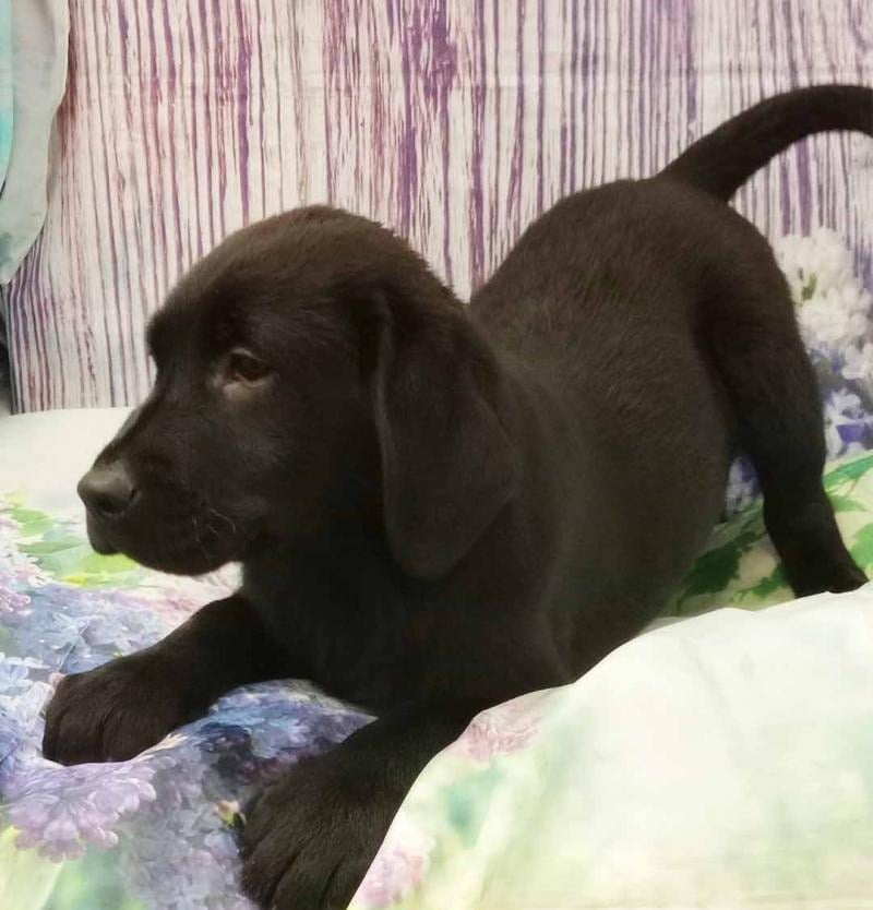 Handsome Black Labrador Retriever puppy for sale - AKC-certified male Black Lab puppy with shiny coat