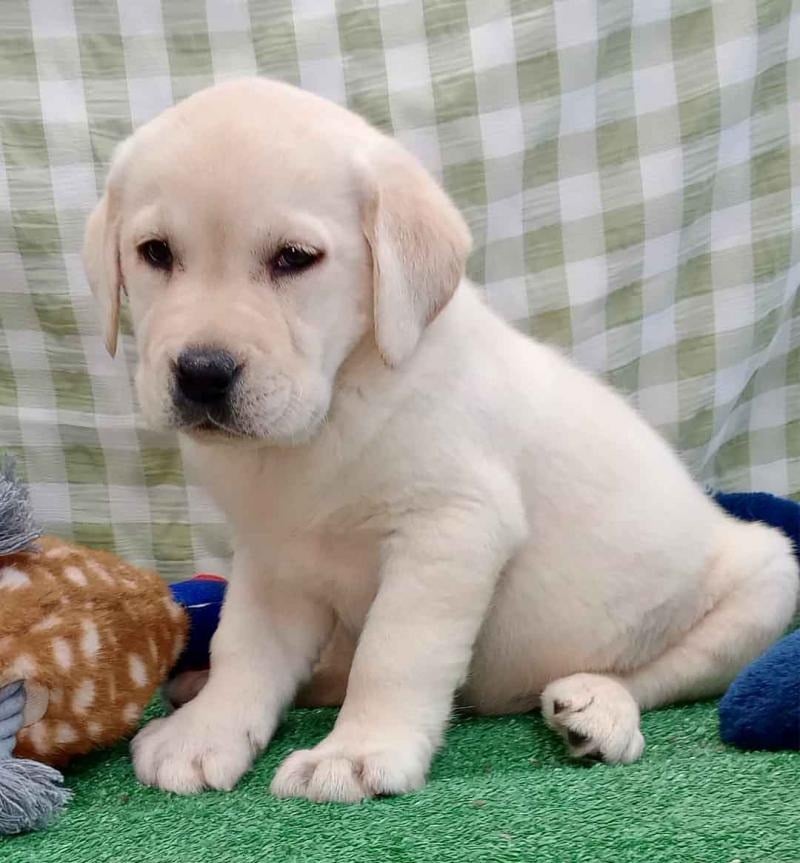 Energetic Yellow Labrador Retriever puppy for sale - female Yellow Lab puppy ready for new home
