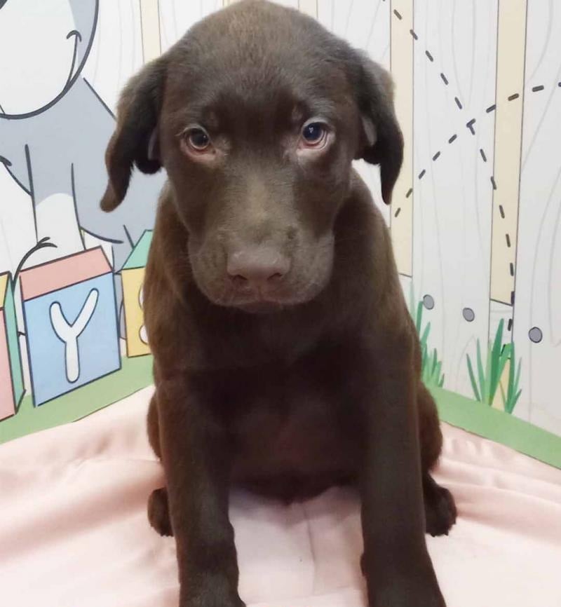 Stunning Chocolate Labrador Retriever puppy for sale - female Chocolate Lab puppy with champion parents