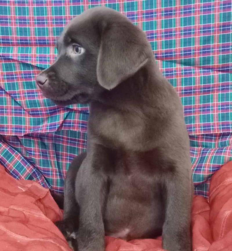 Beautiful Chocolate Labrador Retriever puppy for sale - male Chocolate Lab puppy with health guarantee