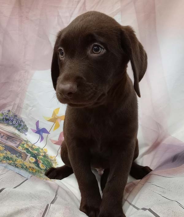 Playful yellow Labrador puppy with light cream coat sitting in garden
