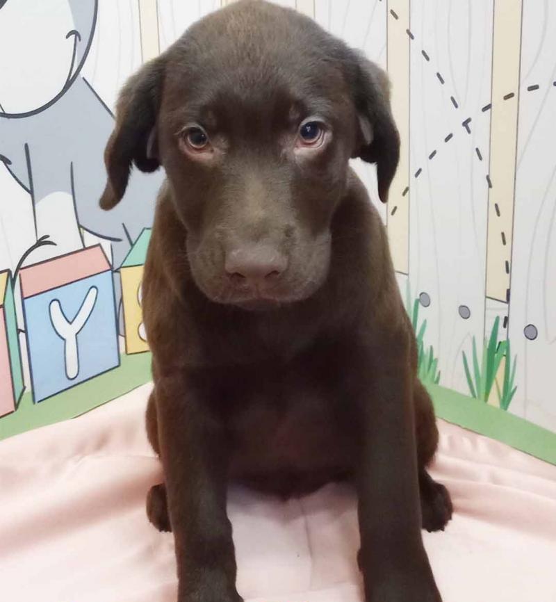 Adorable chocolate Labrador puppy on pink blanket