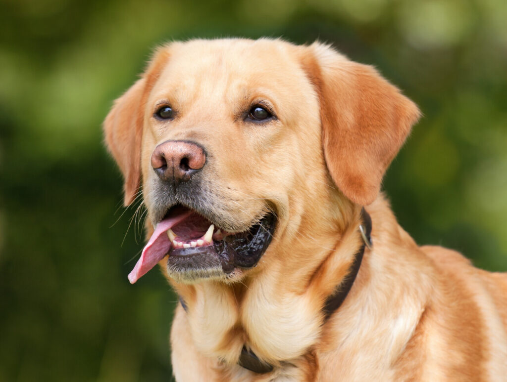 Luminex Labradors Logo - Labrador Dog